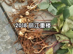 一年生白芨苗，白芨所屬品種均為紫花三叉大白芨圖2