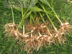 白芨什么功效_小白芨功效是什么？圖3