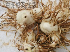 白芨能賣多少錢一斤?_白芨種子多少錢一斤?_白芨畝產多少公斤圖2