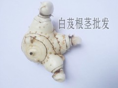 白芨成品苗價(jià)格_白芨的成品價(jià)格_成品白芨價(jià)格圖3