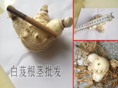 云南白芨鮮成品價格_云南白芨成品價格圖1