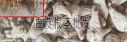 白芨干貨一公斤多少錢?_現在白芨干貨多少元一公斤