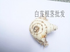 白芨干貨一斤多少錢?_ 白芨畝產多少斤干貨-圖2