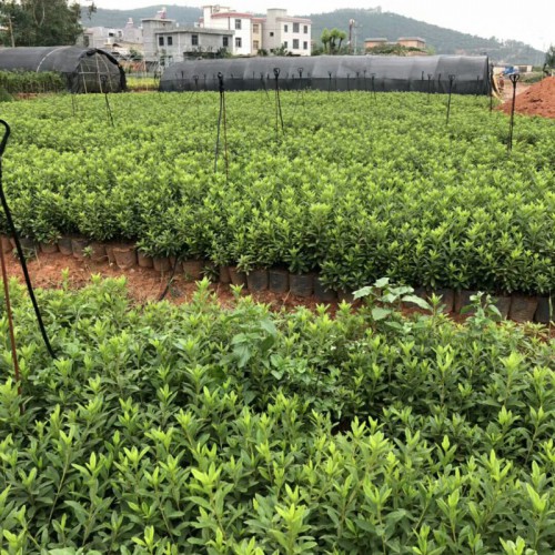 云南毛鵑樹種植技術_毛鵑苗種植特點-