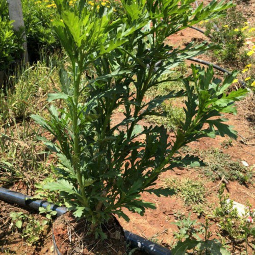 木春菊地苗客服是多少?_昆明市宜良縣苗木種植園