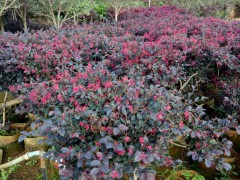 201810月15日紅花繼木球價格_15912106912圖3