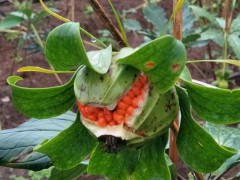 七葉一枝花種子處理技術_七葉一枝花種子發牙技術圖3