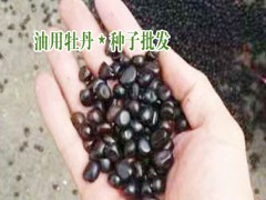 云南油用牡丹_山東油用牡丹_中國林科院對牡丹油介紹