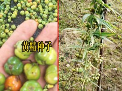 云南文山州丘北縣黃精種(籽)苗多少錢?圖3