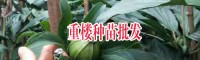 云南文山州文山市滇重樓苗多少錢?_14736739836