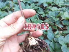 云南文山州馬關縣滇重樓苗多少錢?_14736739836圖2