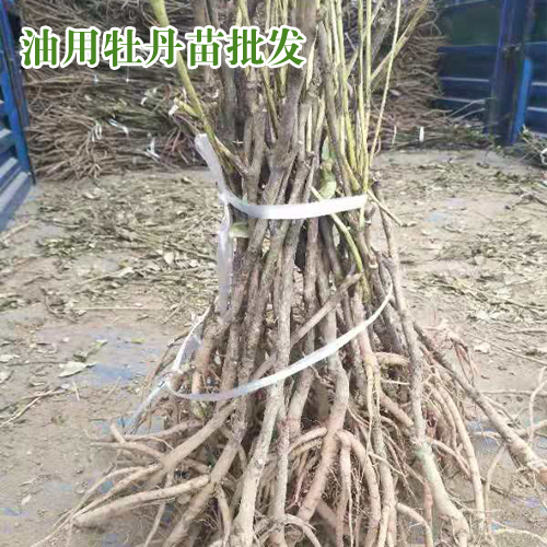 油用牡丹苗什么時(shí)候種植好?_油用牡丹客服是多少?