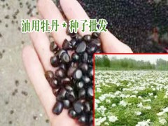 油用牡丹苗什么時(shí)候種植好?_油用牡丹客服是多少?圖3