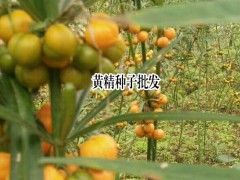 黃精種子價格_昆明黃精種子多少錢?圖3