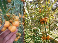 黃精是藥食兩用藥材_需求大概在4000噸圖3