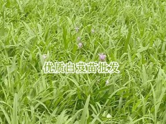 2018白芨(及)苗成本在多少_會澤縣思農種植有限公司圖3