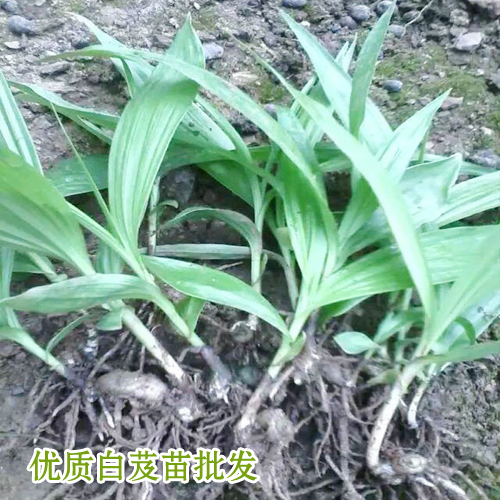 河南白芨種苗價(jià)格_15924791418