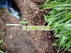 高產白芨能達多少?_會澤縣思農種植有限公司圖3