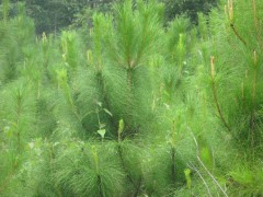 高產松脂_高產脂思茅松苗圃圖2