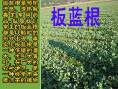 板蘭根籽多少錢_板藍根種植季節時間圖2