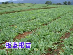 板蘭根籽多少錢_板藍根種植季節時間圖3