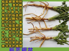 云南板藍根的特點_云南生物開發有限公司圖3