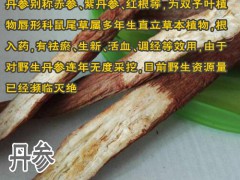 丹參苗批發/價格/參數/圖片_哪里批發丹參苗_批發丹參種苗圖3