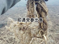 云南黨參種植戶(hù)_種植一畝黨參需要多少種子?圖3