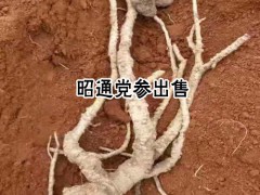 這些地方適合種植黨參圖2