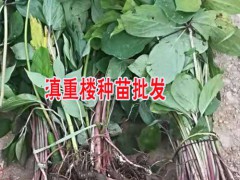 重樓育苗的較好時(shí)間圖3