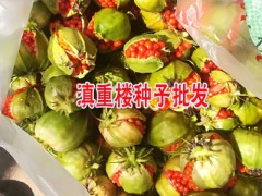 滇重樓種苗多少錢一棵?-重樓種苗4000顆圖1