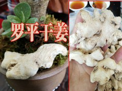 羅平的姜價(jià)是多少圖2