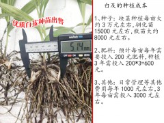 云南三叉白芨價(jià)格_白芨種苗銷售信息圖2