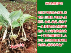 云南三叉白芨價(jià)格_白芨種苗銷售信息圖3