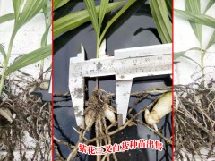 湖北宜昌市五峰縣白芨苗的價格圖2