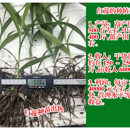 廣東廣州市花都區白芨苗的價格