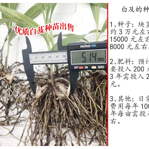 云南文山州白芨苗的價格