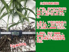 白芨小苗價格_昆明白芨苗價格圖2