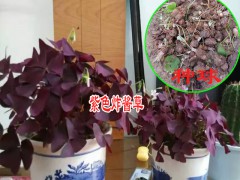 江蘇花卉苗木場|沭陽花卉批發圖2