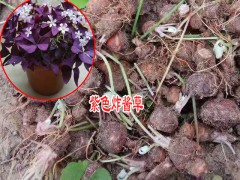 江蘇花卉苗木場|沭陽花卉批發圖3