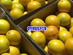 玉溪華寧萬畝柑桔_公司聯系圖2