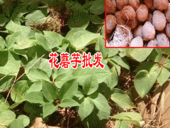 永勝魔芋種植基地_麗江魔芋扶貧項目圖2