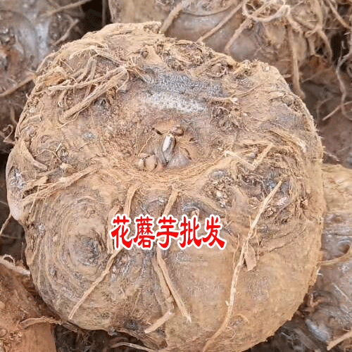 魔芋怎么種植_云南麗江魔芋哪里多?