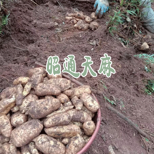 天麻昭通產區_云南昭通天麻作用