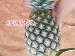 吃菠蘿不用挖眼眼_云南無眼菠蘿圖2