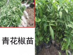 云南青花椒苗_漾濞龍騰種植苗木農民專業合作有賣圖2