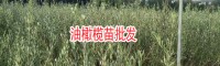 橄欖苗病蟲害_油橄欖什么價位