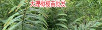 云南橄欖怎么吃好?-橄欖苗供應商