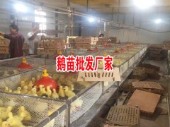 云南大鵝肉市場_云南大鵝肉市場價格圖2