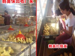 免費報價(洱源鵝苗)肉鵝收購價多少一斤圖2